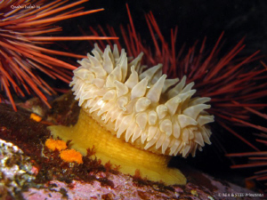 Anemone, Urticina crassicornis. Quadra Island, BC. Canon ... by Bea & Stef Primatesta 